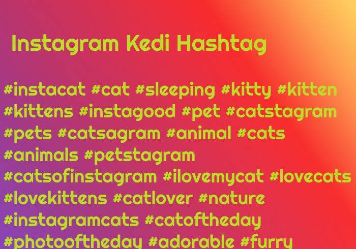 Instagram Kedi Hashtag